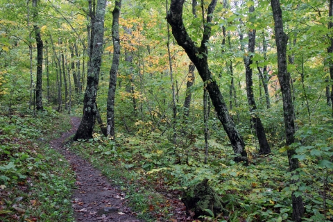 A lush green forest with dense vegetation. There is a dirt trail that has been cleared of plants and winds through the left third.