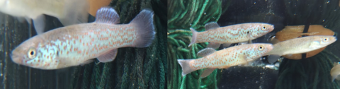 Small fish with bright orange spots swim in tanks.
