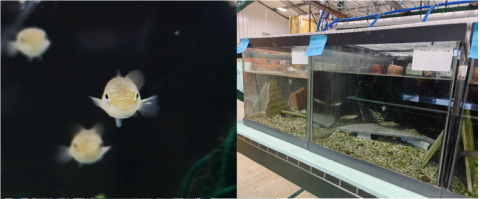 Left image shows several small fish swimming toward a camera. Right image shows two large fish tanks sitting on racks.