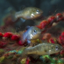 small fish in a tank