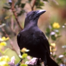 A black Hawaiian crow sits on a flowering branch. Green leaves surround it. 