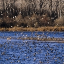 mixed flock of ducks taking off from a wetland as a deer walks through