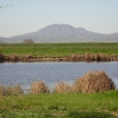 a marsh