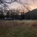 There is a field full of small white tubes surrounding young trees. 