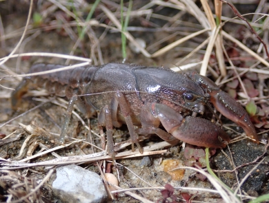 The spinytail crayfish is small and slender. It has a hard, reddish-brown shell with darker markings. Its tail is tapered with spiny ridges along the edges.