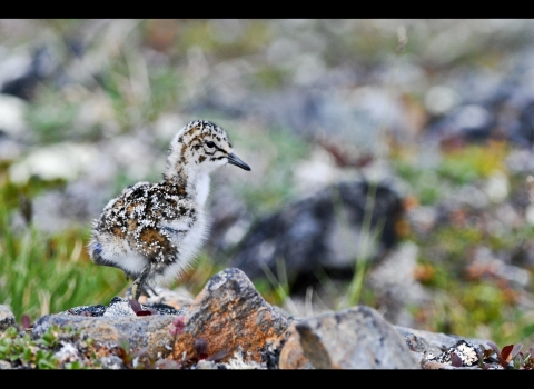 a spotted fluffy chick