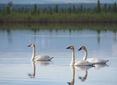 Three immature swans in a body of serene water in Kanuti Refuge.