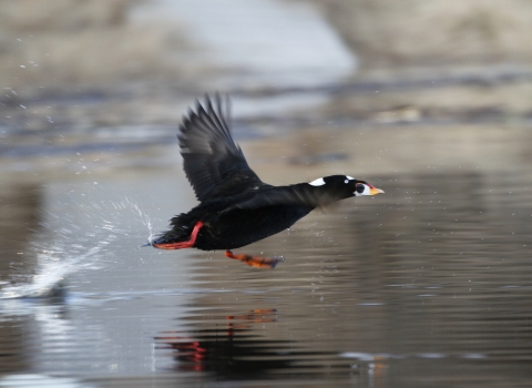 Surf Scoter taking off above a body of water in Kanuti Refuge.