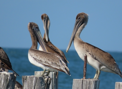 Brown pelicans
