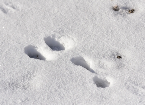 Paw prints in the snow -- with two two pads side by side followed by an exclamation point -- are those of a pygmy rabbit.