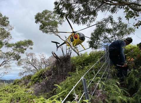 A yellow helicopter approaches a densely vegetated tropical hillside. A thin wire fence wraps up and around the hill. 