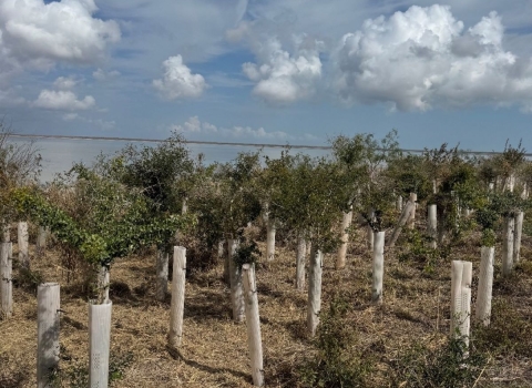 Rows of seedling trees planted in 2023 with protective tubes