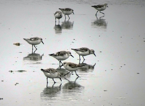 Photo of a small group of shorebirds feeding in wet mud