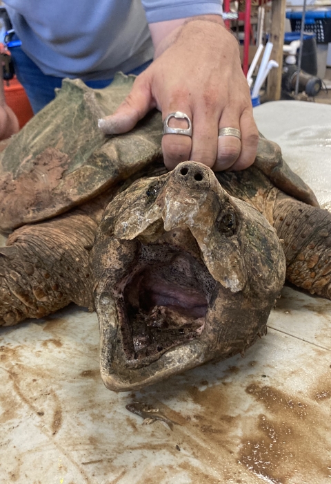 An alligator snapping turtle with open mouth facing camera as he is being held down from behind by biologist.