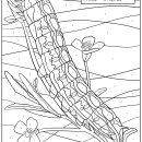 image of the kern primrose sphinx moth color-by-number