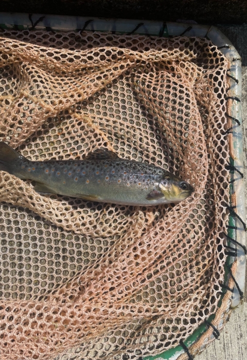 Stocking sized Brown Trout