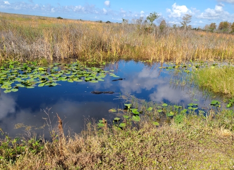 Two alligators swimming in a canal surrounded by green water lilies and sawgrass.