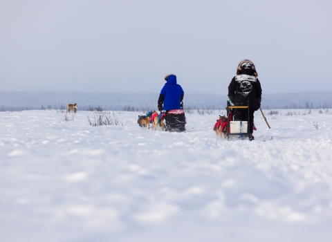 Two dogsled teams cross open tundra with a caribou in the background