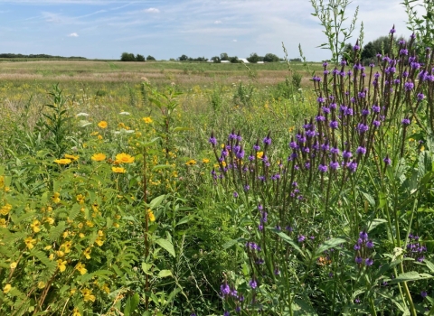 Yellow and purple flowers blooming near a farm. 