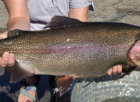 One of the larger Rainbow trout removed from the display raceway