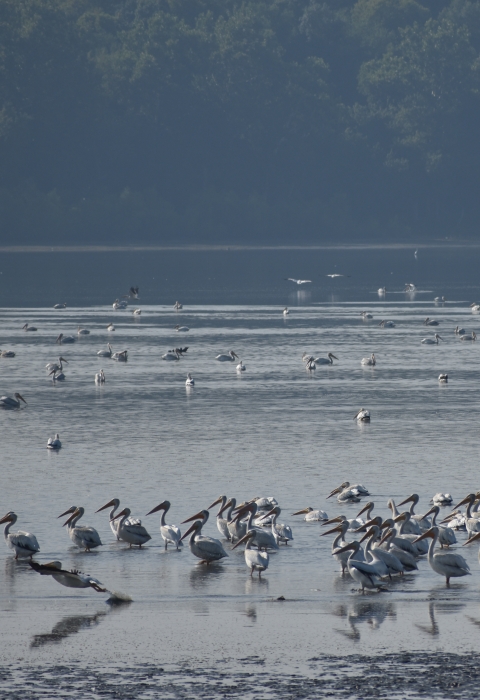 American White Pelicans at Chautauqua NWR