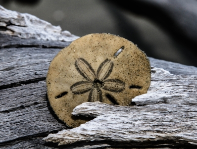 Sand dollar on driftwood