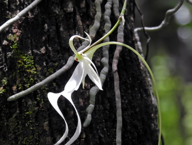 A ghost orchid grows beside a tree.