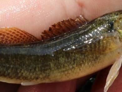 A biologist holds a barrens darter.