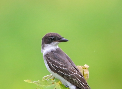 Gray & brown head and wings with a white neck & underbelly a kingbird sits atop green leaves