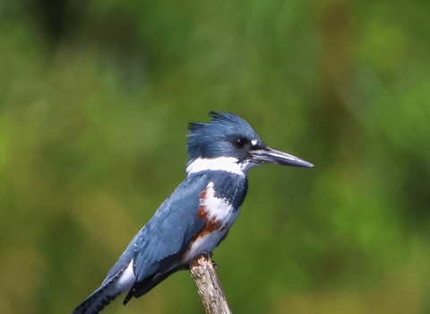 Blue-gray, white with a brown body stripe, female belted kingfisher sitting on the end of a branch