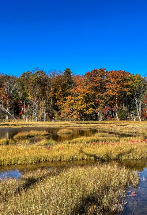 New Hampshire Audubon Marsh in southern New Hampshire