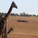 Giraffe and baby in Africa