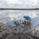 Coastal Program Biologist, Woody Woodrow, planting aquatic vegetation on a tidal flat at Eagle Nest Lake - a recently completed restoration project on Brazoria National Wildlife Refuge on the Texas coast.