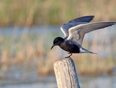 Black Tern observed at J. Clark Salyer National Wildlife Refuge