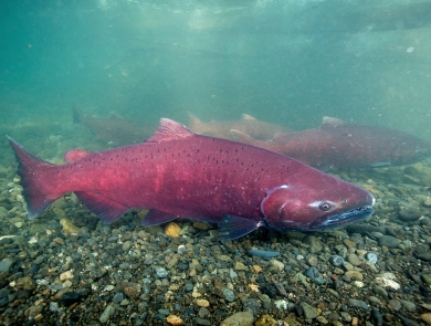 underwater close up view of a run of king salmon