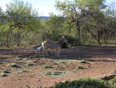 Zebra - South Africa 2019
