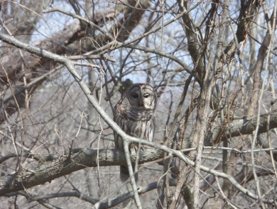 Barred Owl