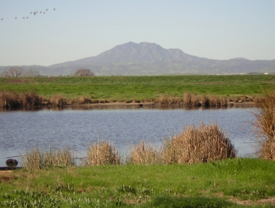 a marsh