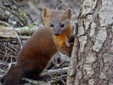 a small mammal stands by a tree