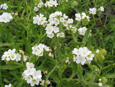 Clusters of small white flowers with yellow centers that appear popcorn like, with green stems and leaves in the background.