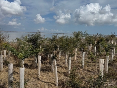 Rows of native seedling trees planted in 2023 with protective tubes