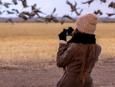 A woman sits on a rock watching sandhill cranes land in a field. 