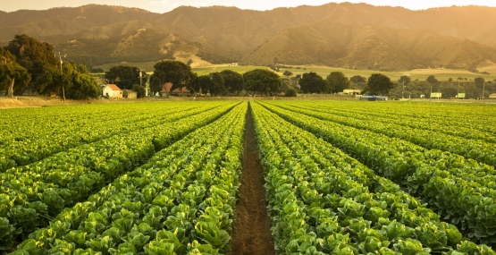 agriculture fields