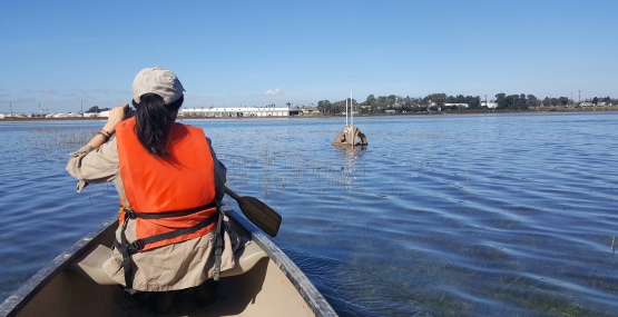 Person wearing bright orange personal flotation device paddling boat during high tide on the estuary. 