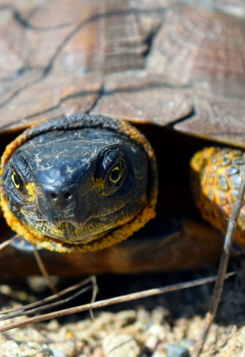 A wood turtle with yellow highlights around the legs and neck