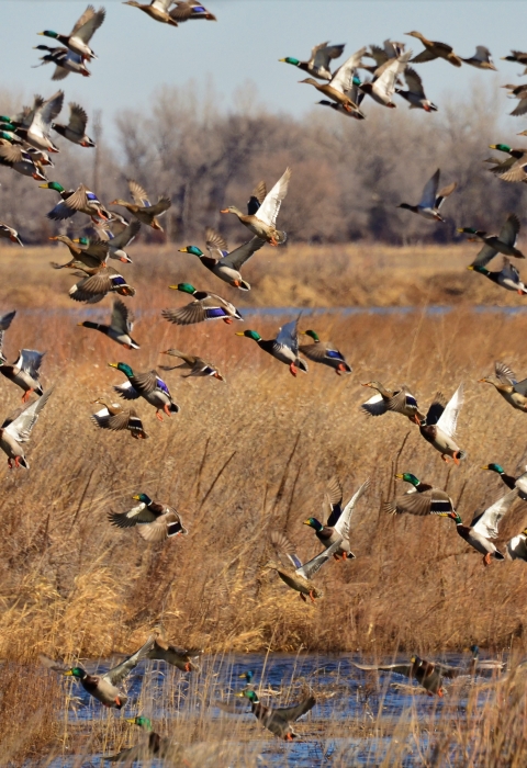Group of mallards take flight over open wetland.