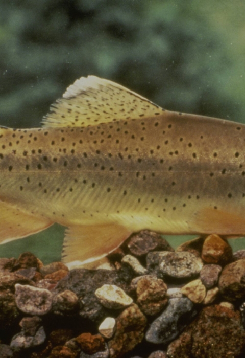 A closeup profile view of an Apache Trout.