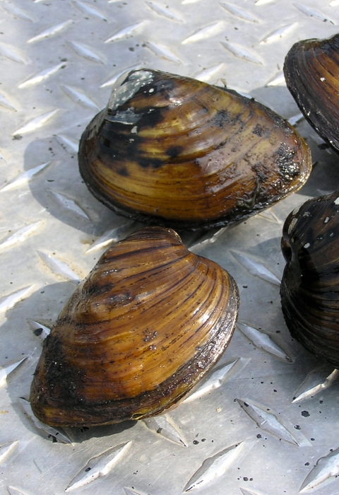 Brown and black striated freshwater mussels sitting a steel truck bed