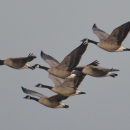 A flock of dusky Canada geese fly over Ankeny National Wildlife Refuge