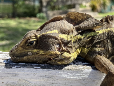 Brown Basilisk Lizard